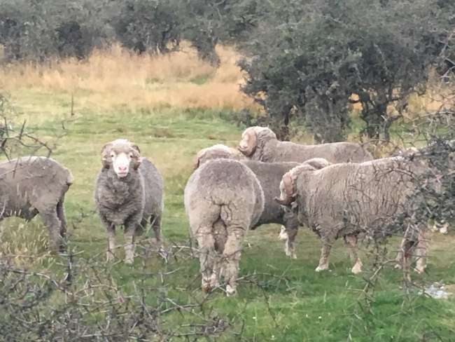 Schafe auf unserem Campingplatz 