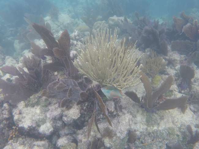 Fische und Korallen im Riff