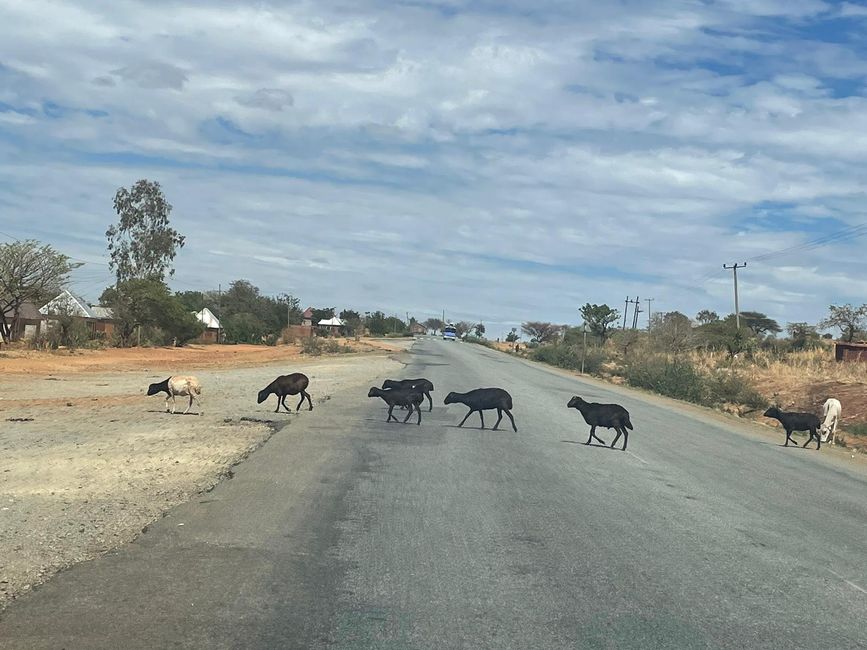 Ziegenherden überqueren die Straße
