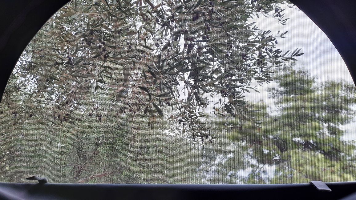 Hubdach umringt vom Olivenbaum