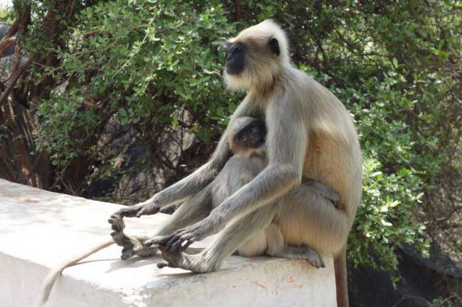 Affen auf dem Weg zum Hanuman-Tempel (passenderweise der Affengott)