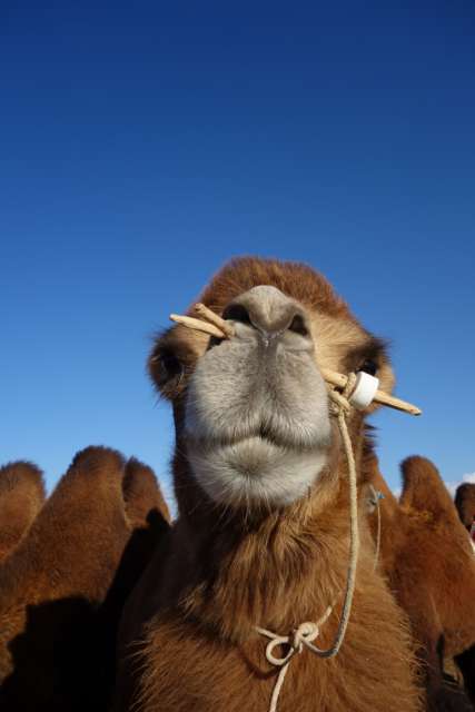 Kamel in der Wüste Gobi