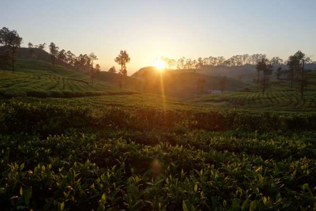 Sonnenaufgang über Lipton's Teeplantagen