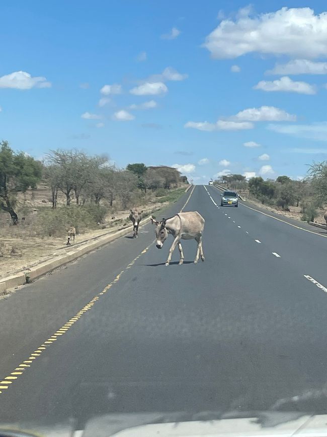 Esel überqueren den Highway
