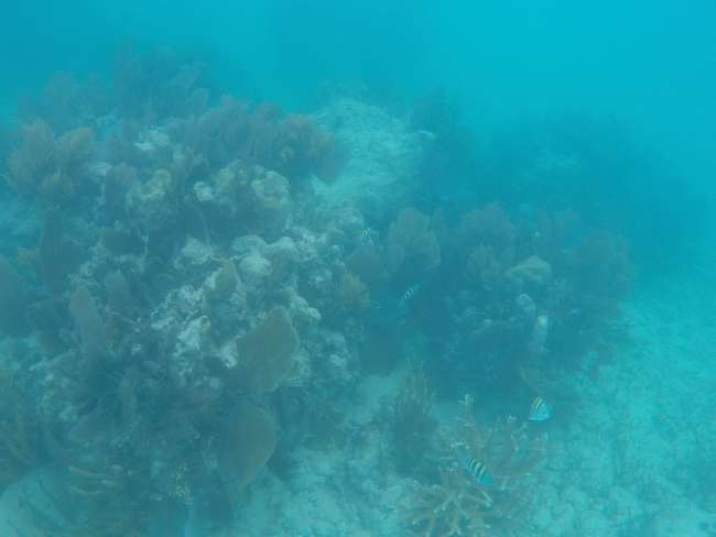 Korallen Riff mit Fischen
