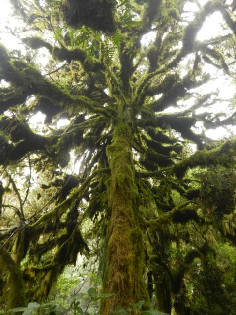 forest mount taranaki