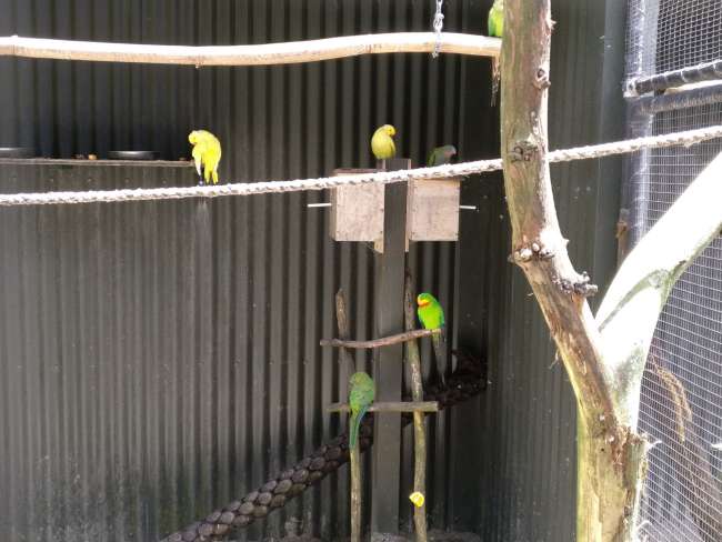 Papageien im Kiwi Encounter 1