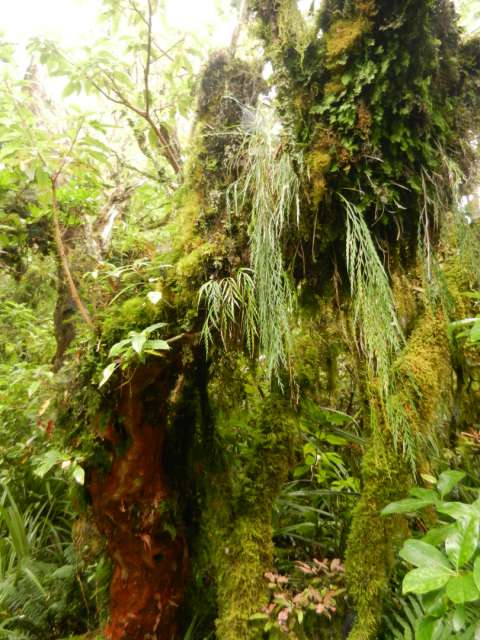 forest mount taranaki