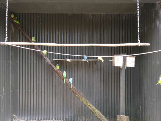 Papageien im Kiwi Encounter 2