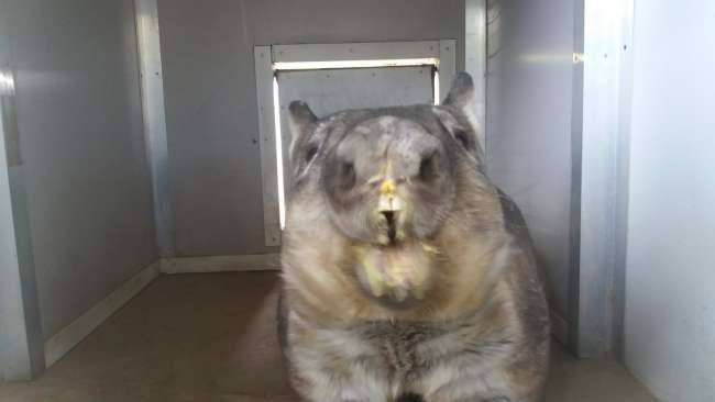 Lone pine - Wombat beim Essen 