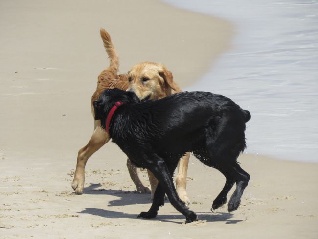 Hunde beim Spielen am Strand