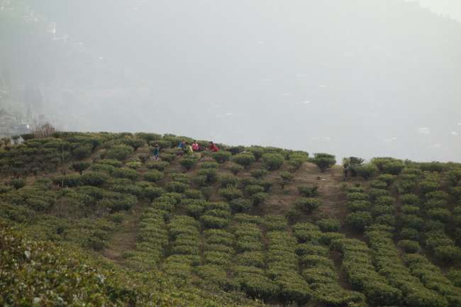 Teeplantage in Darjeeling