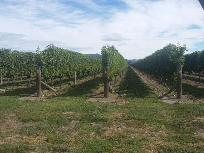 #grapes, wine - vineyards in Blenheim: week 18 - 23