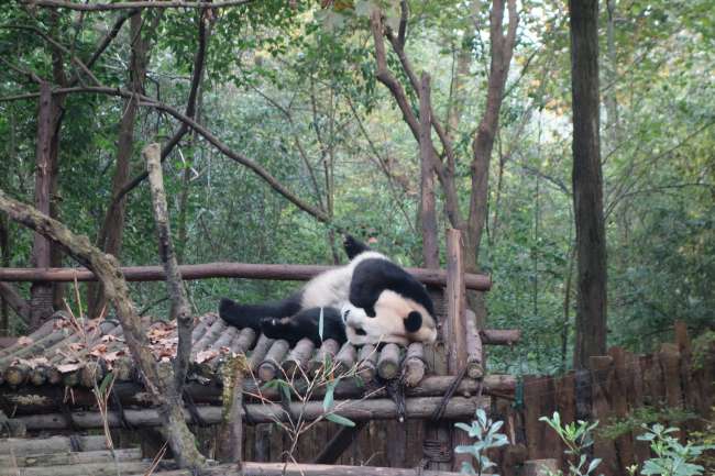 Panda Breeding Station