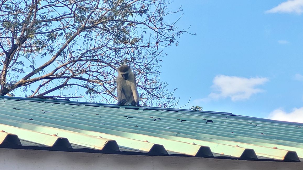Affe (grüne Meerkatze) auf unserem Dach 